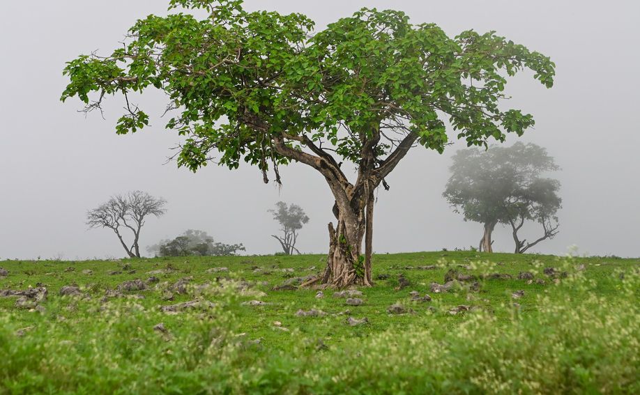 Read more about the article غدا يبدأ موسم خريف ظفار 2024 فلكيا