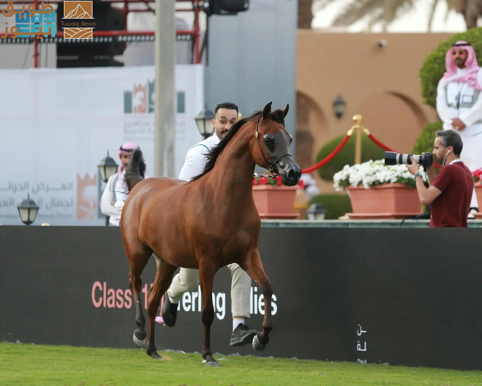 You are currently viewing انطلاق العرض الدولي الثامن لجمال الخيل العربية
